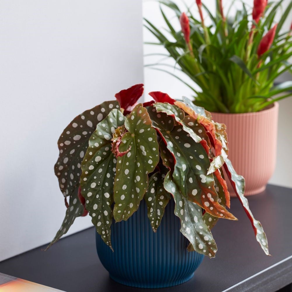 Buy spotted begonia or trout begonia or polka dot plant Begonia maculata:  £19.99 Delivery by Crocus