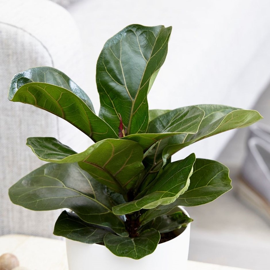 <i>Ficus lyrata</i> 'Bambino' (PBR)