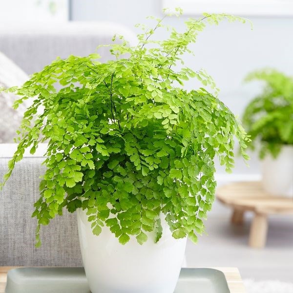 Buy maidenhair fern Fragrans Adiantum raddianum Fragrantissimum: £14.99  Delivery by Crocus