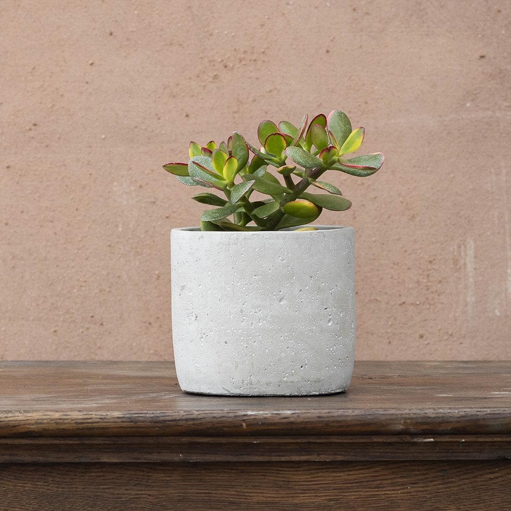 Product options image