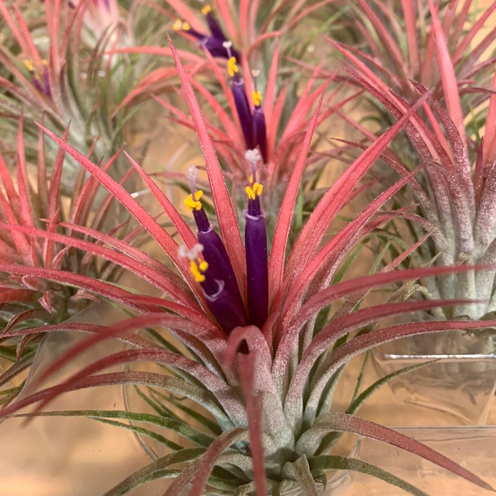 air plant - Tillandsia ionantha