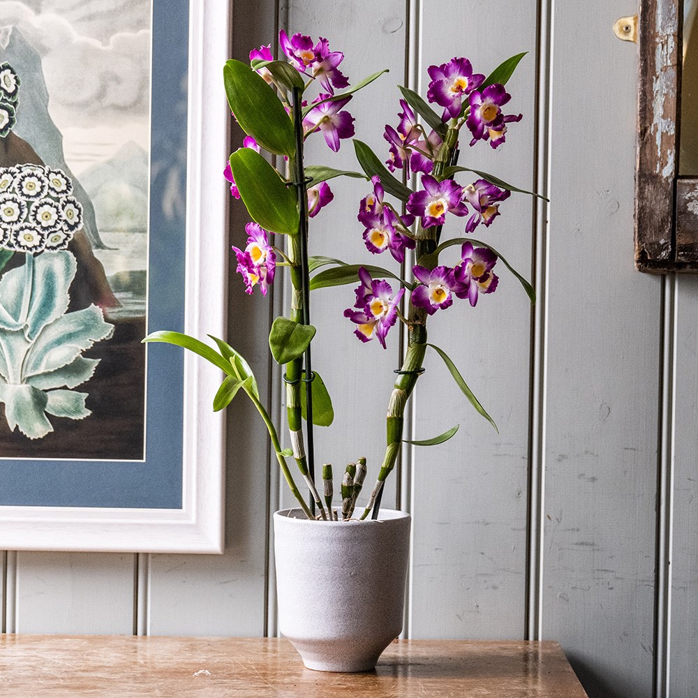 Product options image