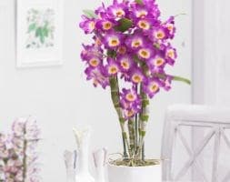 pink orchid