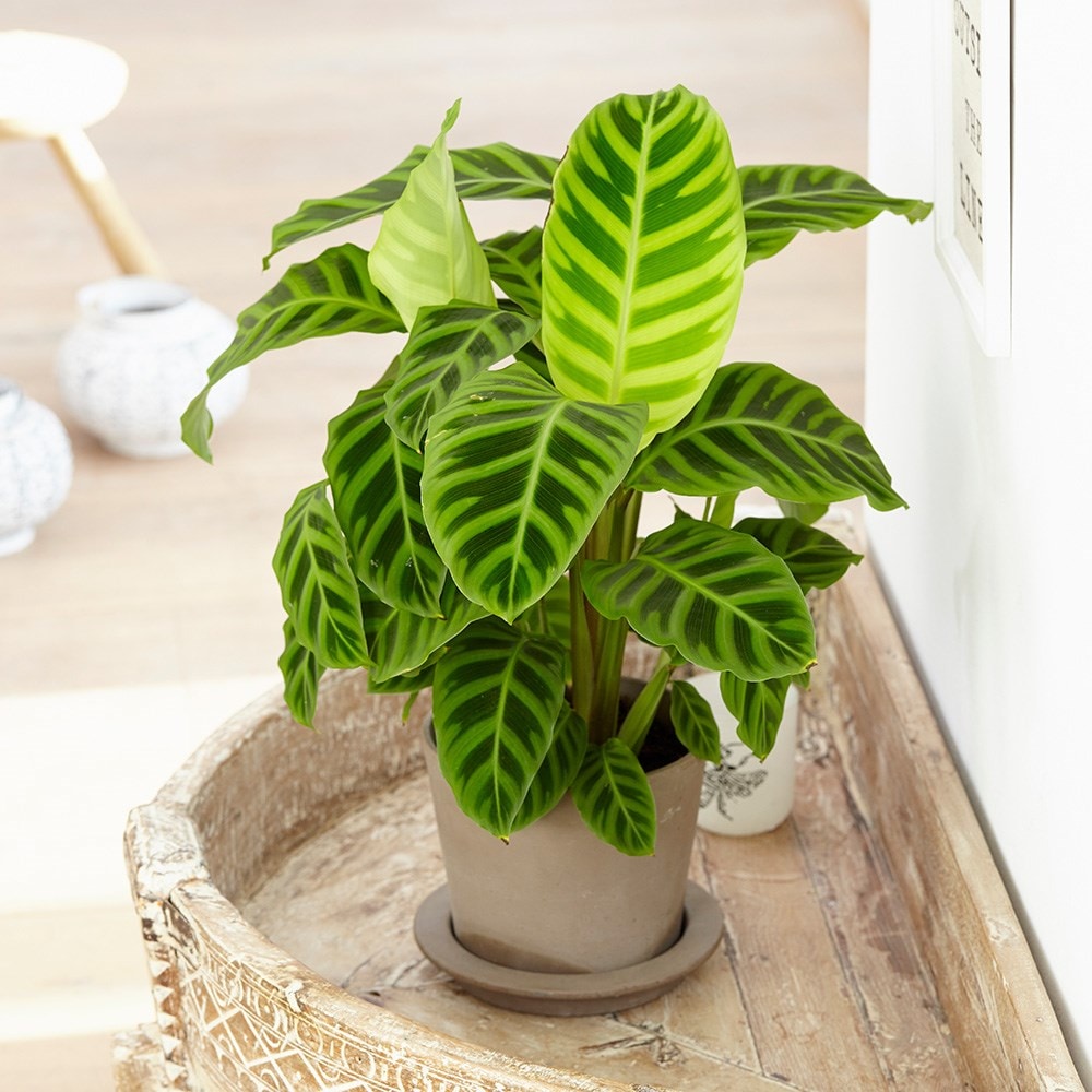 Product options image