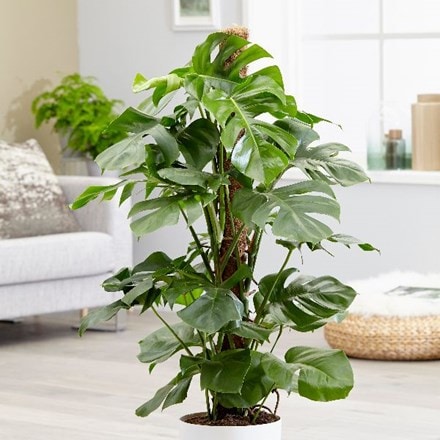Extra Large 1.2m - swiss cheese plant (syn. Monstera pertusum)