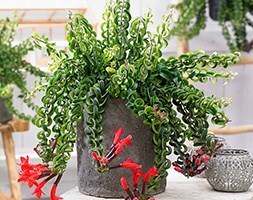 lipstick plant