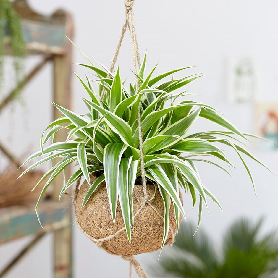 buy kokodama spider plant kokodama: chlorophytum comosum