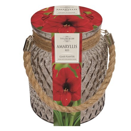 Picture of Hippeastrum (Galaxy Group) 'Red Lion' and glass gift jar