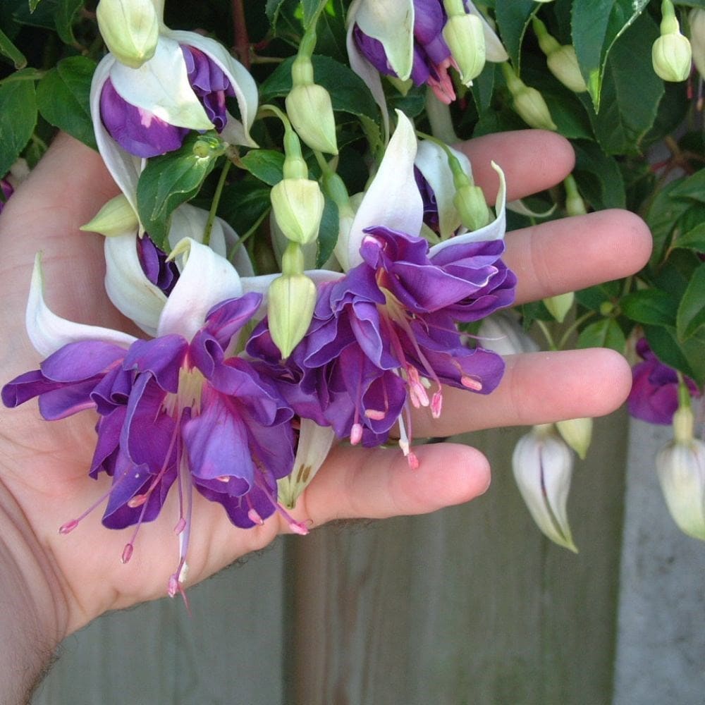 Buy Trailing Giant Flowered Syn Blue Angel Fuchsia Blauer Engel £