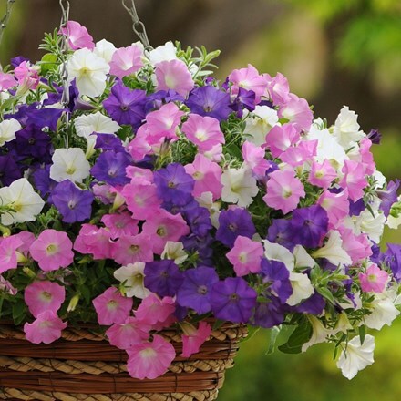 Picture of Petunia F1 Shock Wave Pastels