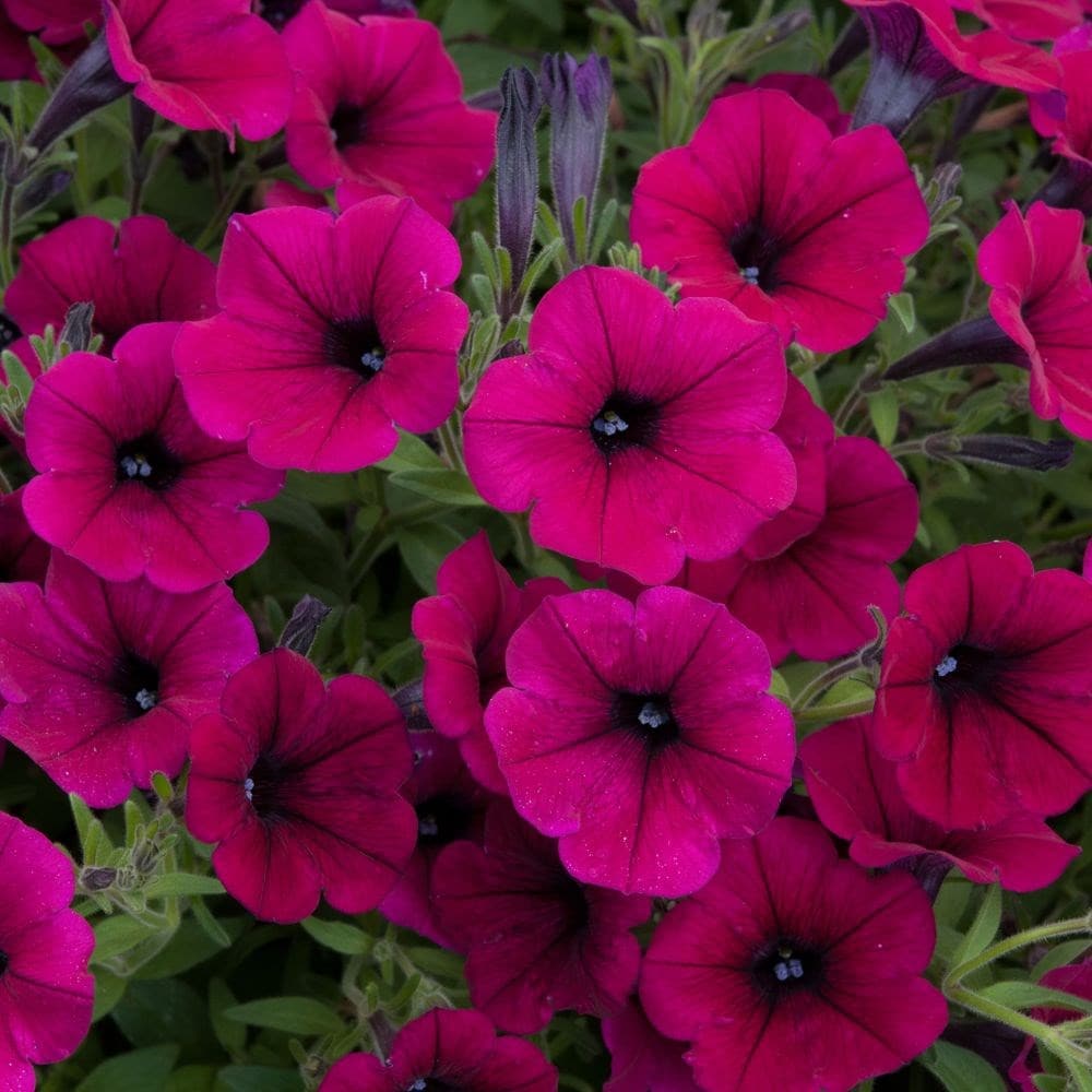 Buy 40 + 20 FREE seedlings - F1 petunia Petunia multiflora Shock Wave ...