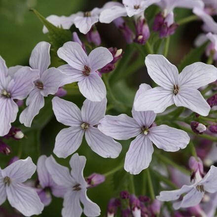 Picture of Lunaria rediviva