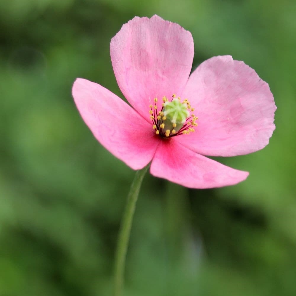 Product options image