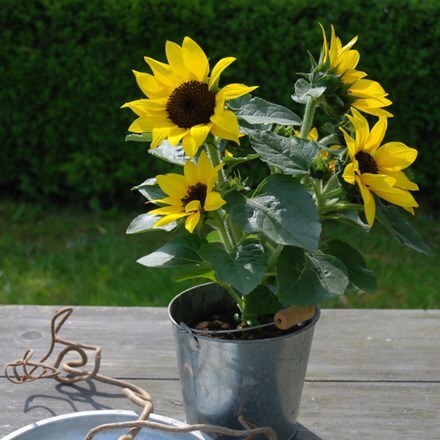 Picture of Helianthus annuus Sunsation Yellow (Sunsation Series)