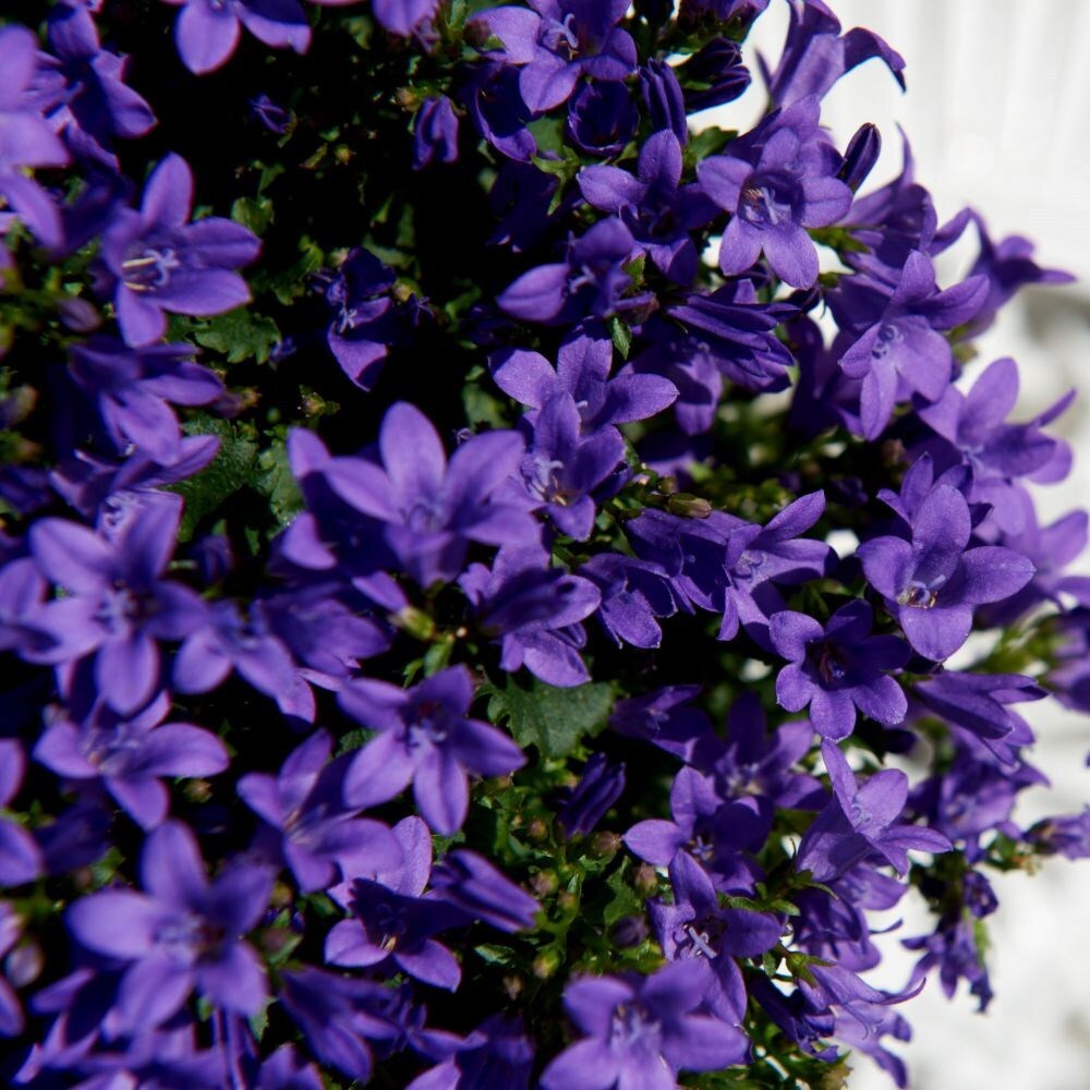 <i>Campanula portenschlagiana</i> <b class=small-caps>Ambella Intens Purple</b> ('Ptdb141301') (PBR)
