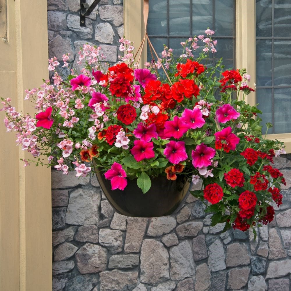 Hanging on sale baskets delivered