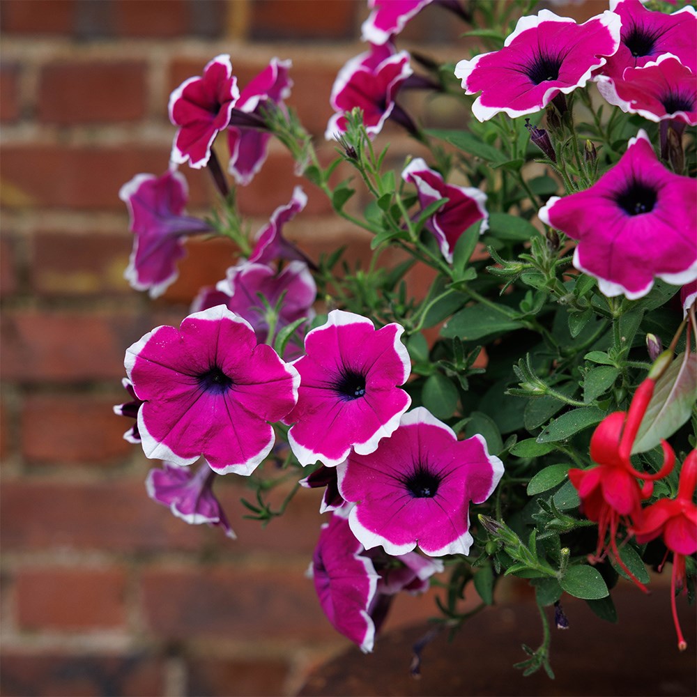Lipstick - Easyplanter for hanging baskets & patio pots