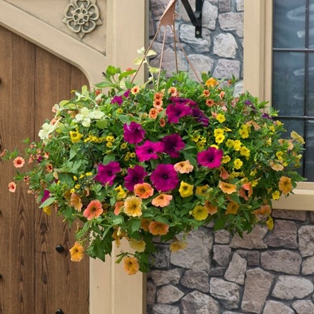 Bollywood - Easyplanter for hanging baskets & patio pots