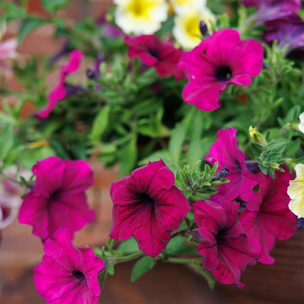 Bollywood - Easyplanter for hanging baskets & patio pots
