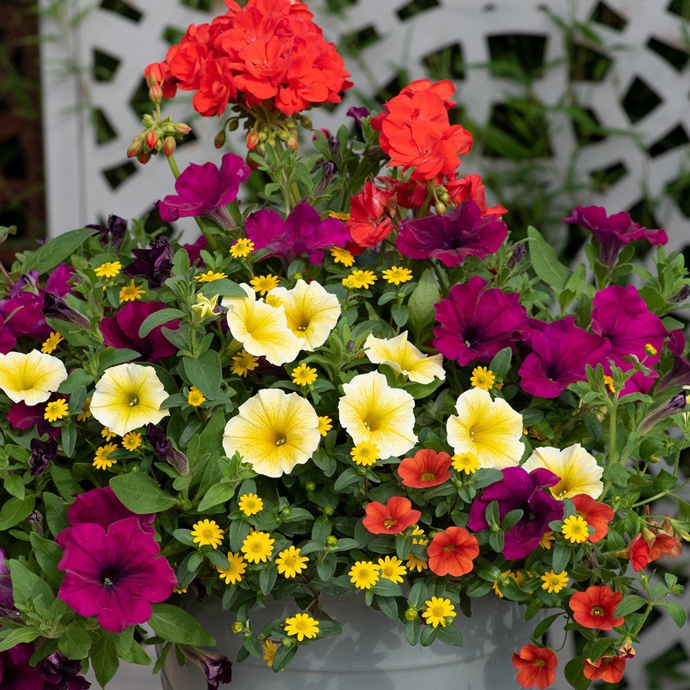Bollywood - Easyplanter for hanging baskets & patio pots