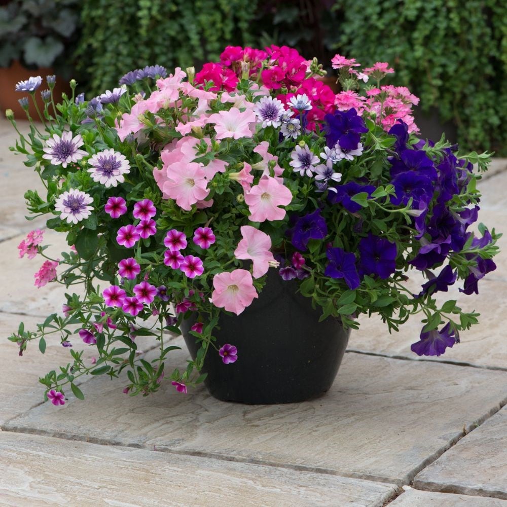 Pre planted store hanging baskets