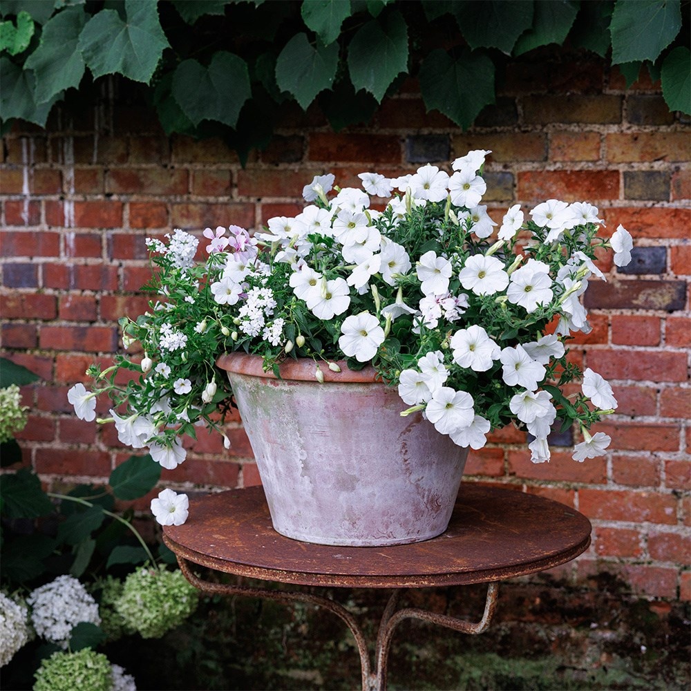 Effortless chic - Easyplanter for hanging baskets & patio pots