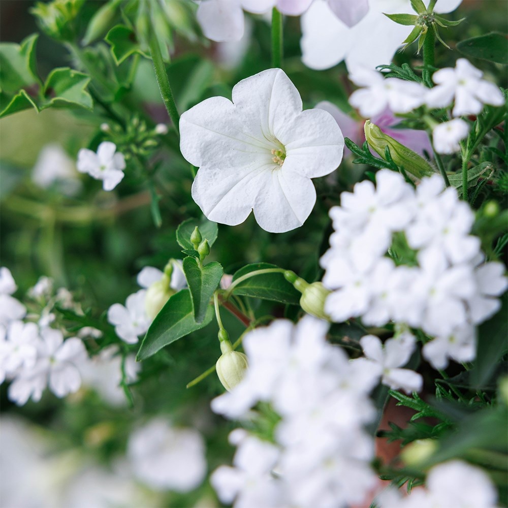 Effortless chic - Easyplanter for hanging baskets & patio pots