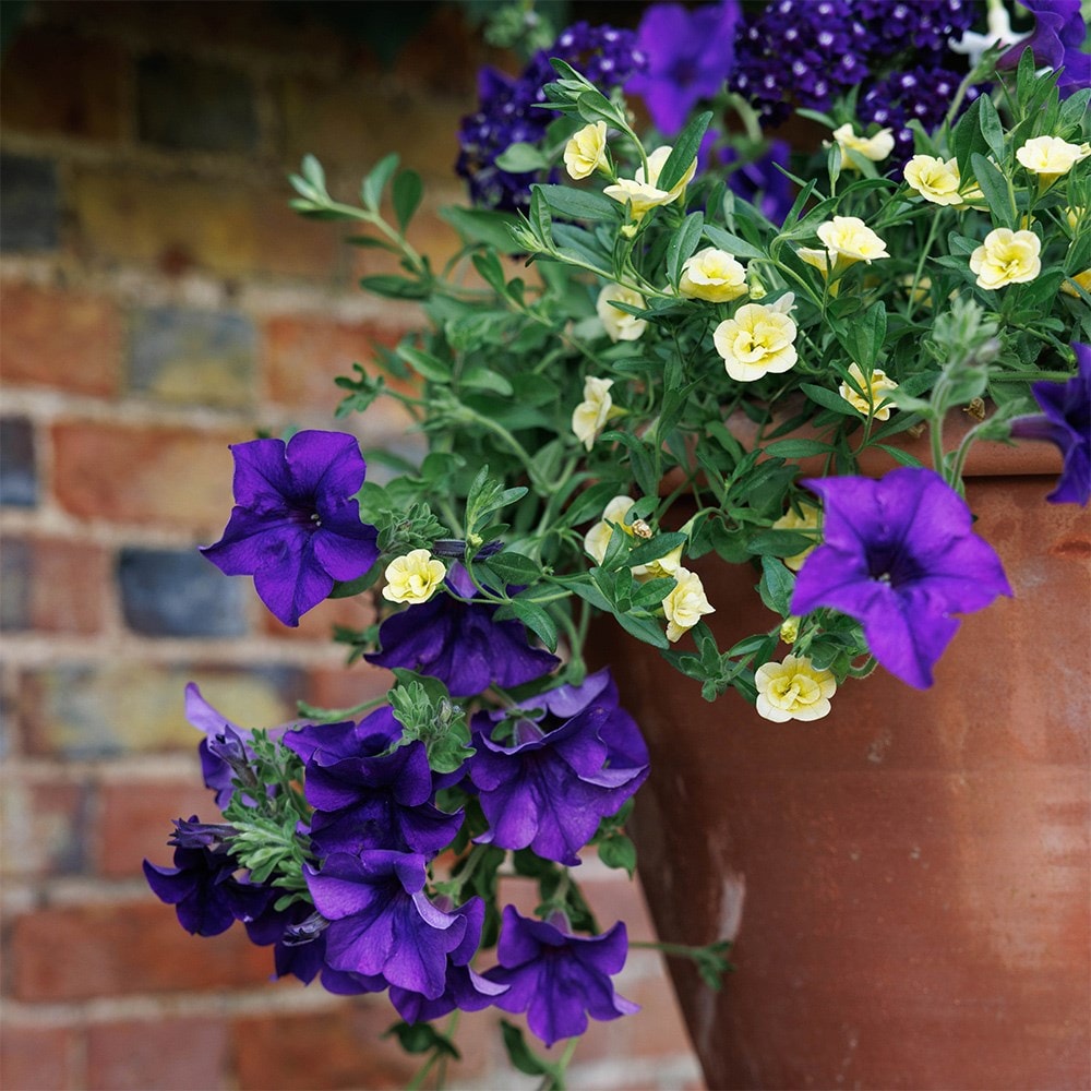 Nautical chic - Easyplanter for hanging baskets & patio pots