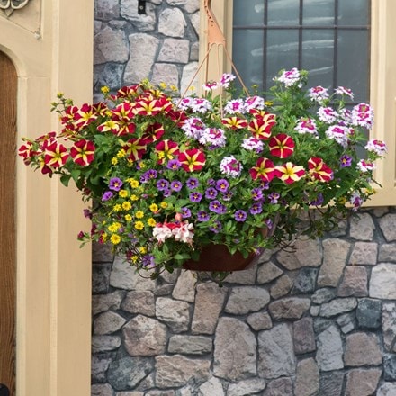 Multicolour mix - Easyplanter for hanging baskets & patio pots