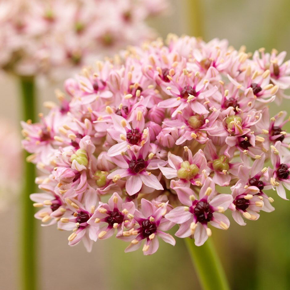 Buy ornamental onion bulb Allium 'Red Eye'