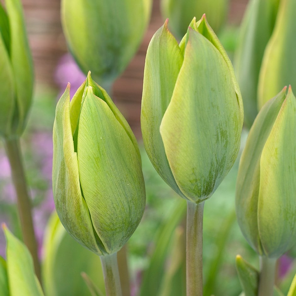 <i>Tulipa</i> 'Evergreen'