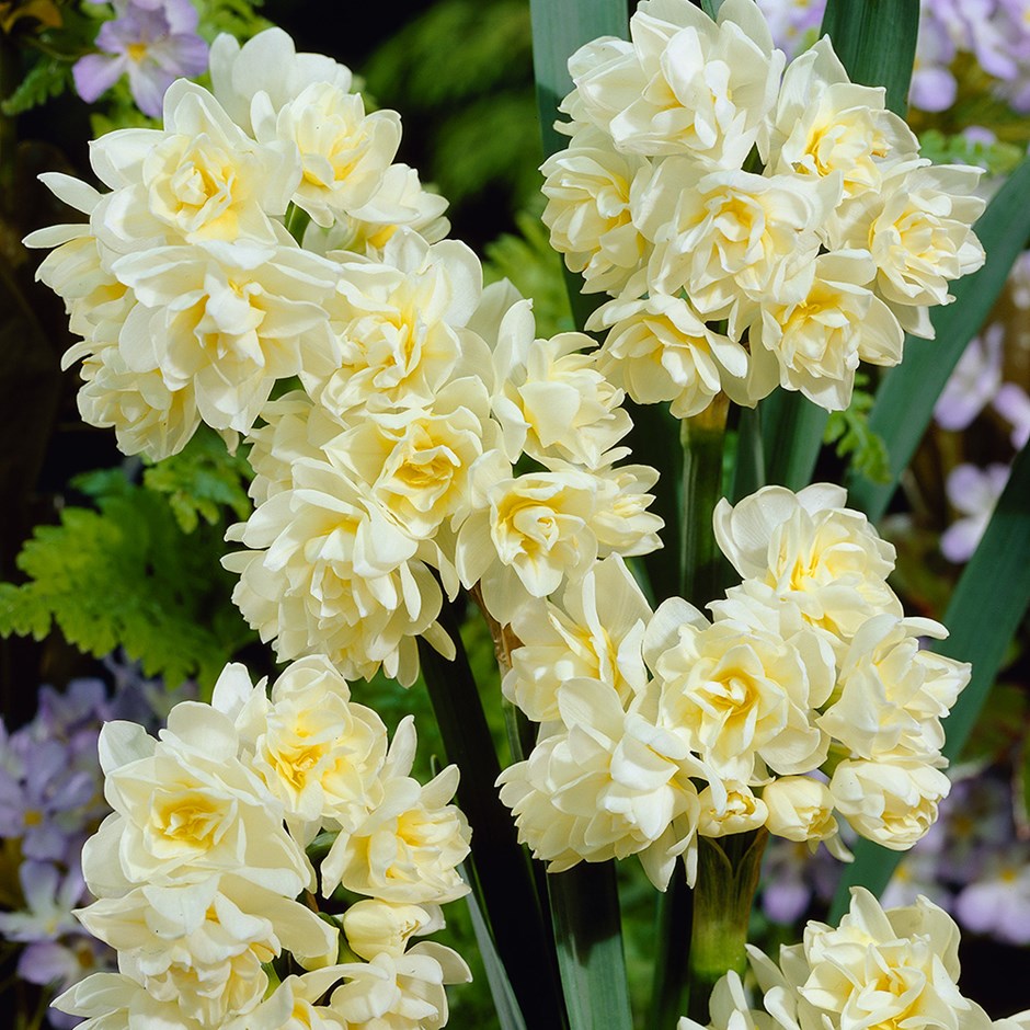 Buy Double Indoor Daffodil Bulbs Syn Narcissus Early Cheer Narcissus Erlicheer 7 49 Delivery By Crocus