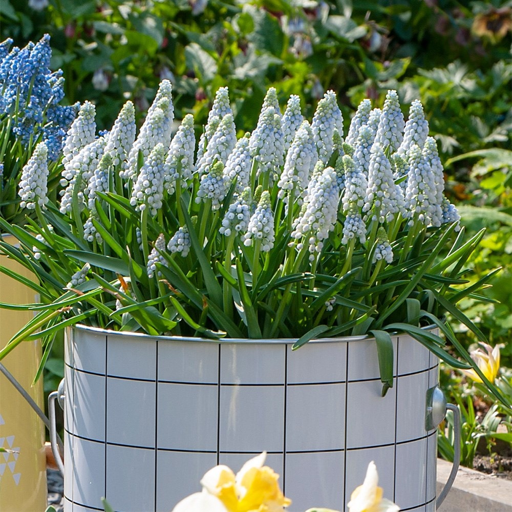 <i>Muscari aucheri</i> 'Ocean Magic'