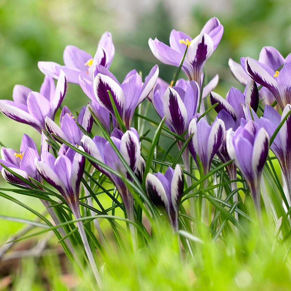 Product options image