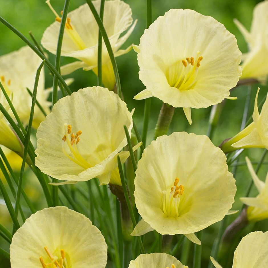 <i>Narcissus romieuxii</i> 'Julia Jane'