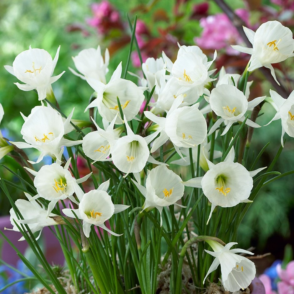 white hoop petticoat daffodil