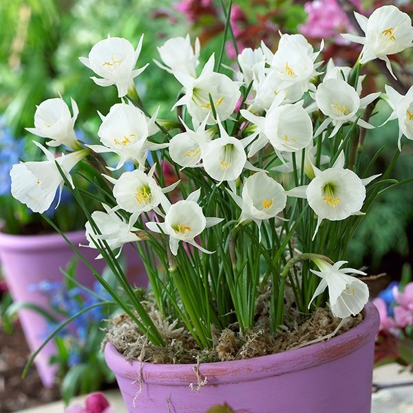<i>Narcissus cantabricus</i> 