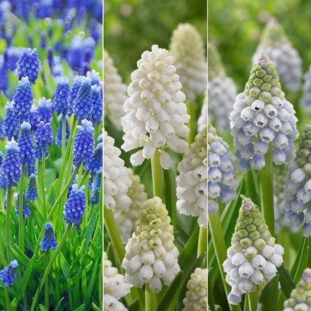 muscari collection