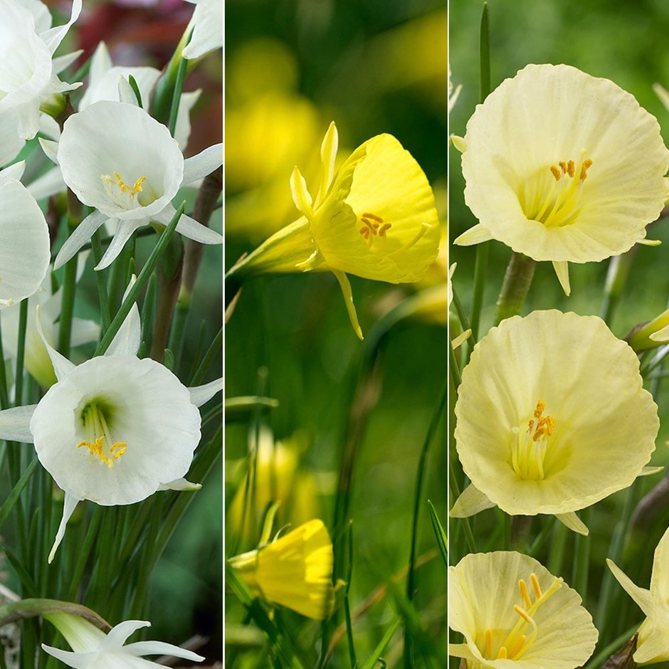 Rockery daffodil collection