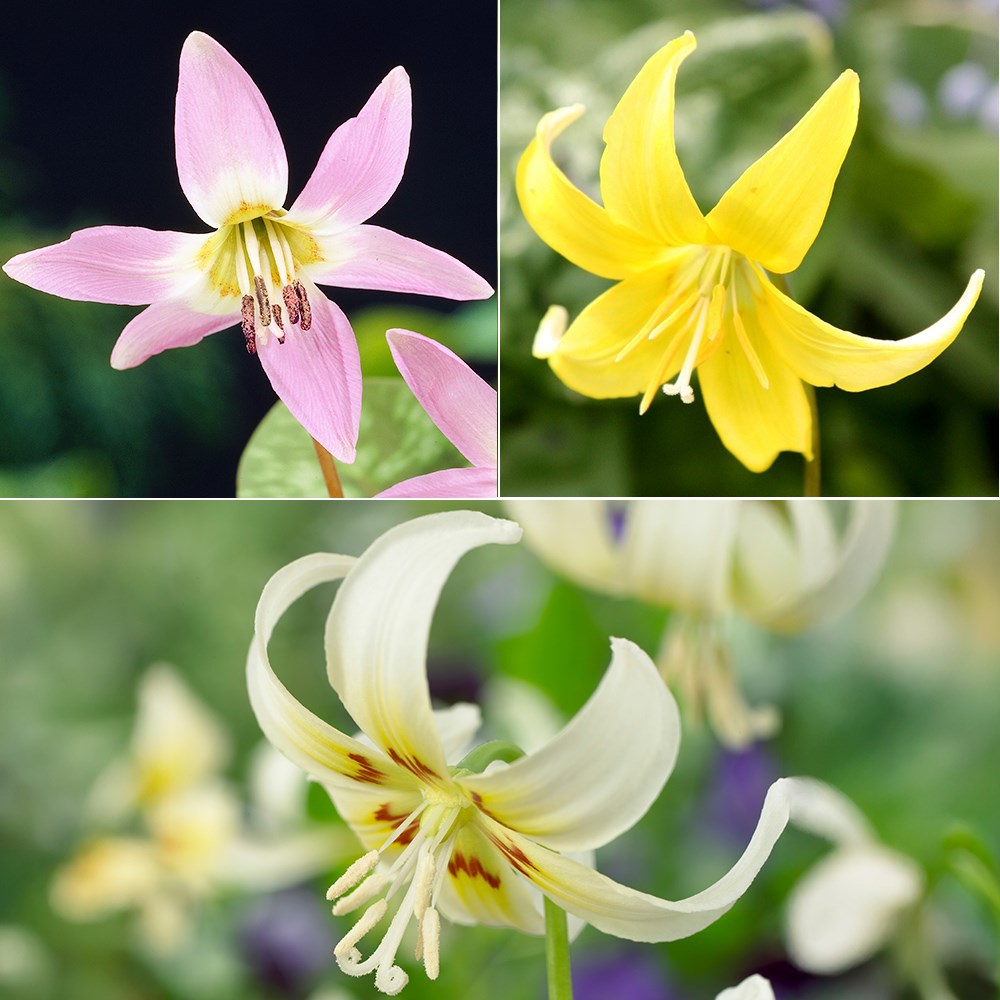 Product options image