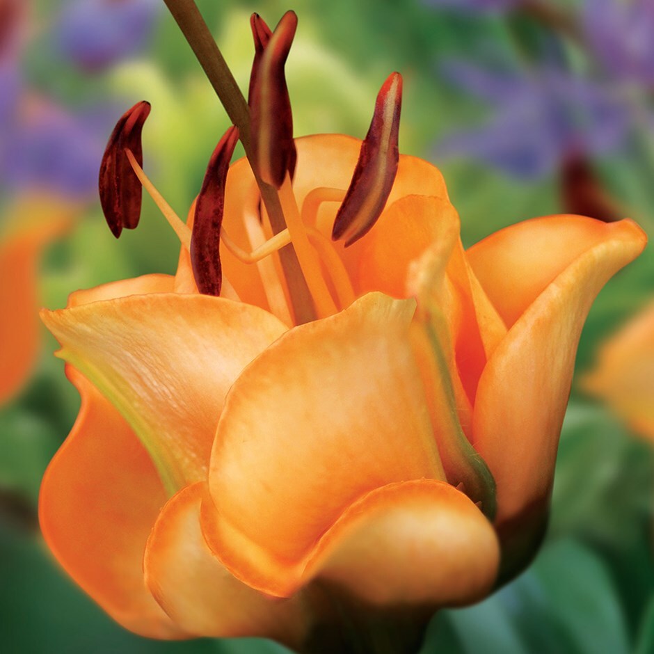 Buy Longiflorum Asiatic hybrid lily bulb Lilium 'Apricot Fudge' Buy Longiflorum Asiatic hybrid lily bulb Lilium 'Apricot Fudge'