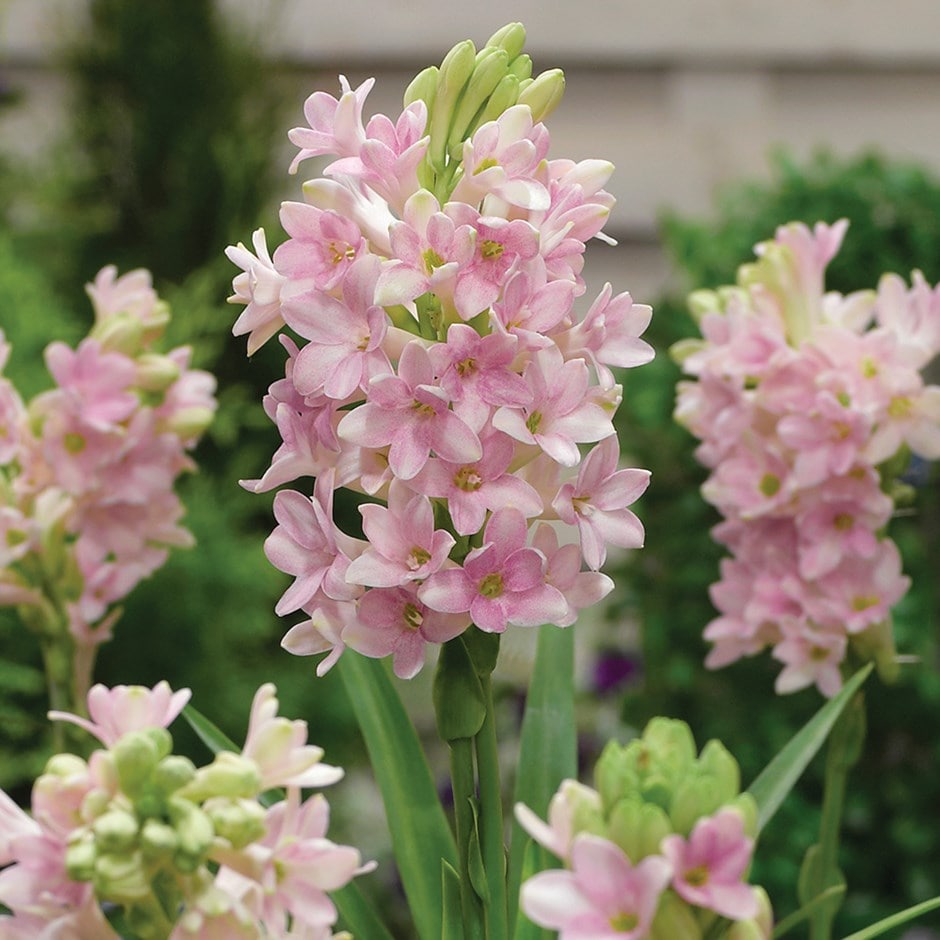 Buy tuberose Polianthes tuberosa 'Sensation'