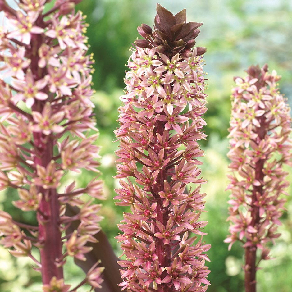 buy pineapple lily bulbs eucomis comosa sparkling rosy 5 accepting a position