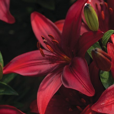 Picture of Lilium Cavoli