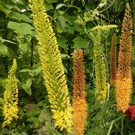 Picture of Eremurus × isabellinus Ruiter's Hybrids mixed