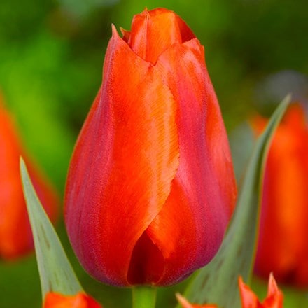 Picture of Tulipa Casa Grande