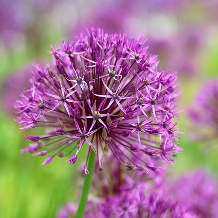 Picture of Allium Purple Rain