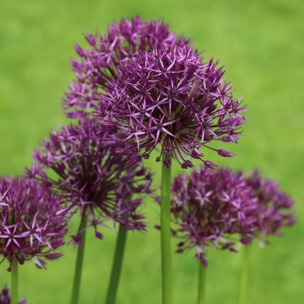 <i>Allium</i> 'Purple Rain'