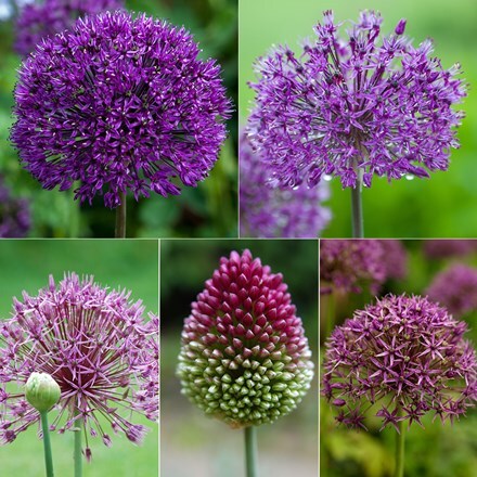Picture of Amethyst allium collection