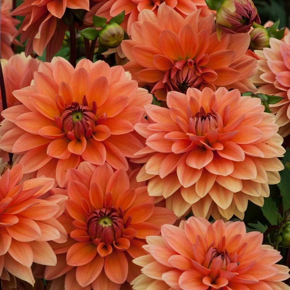 <i>Dahlia</i> 'Summer Flame'